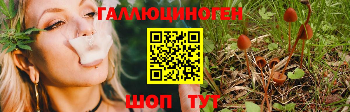 как найти закладки  Вход с VPN  Псилоцибиновые грибы прущие грибы  Зеленогорск  Псилоцибиновые грибы мицелий 